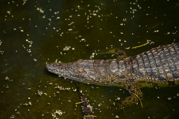 Close up portrait of Nile Crocodile (Crocodylus niloticus) in a pond on a sunny summer day. Fuerteventura, Canary Islands, Spain.