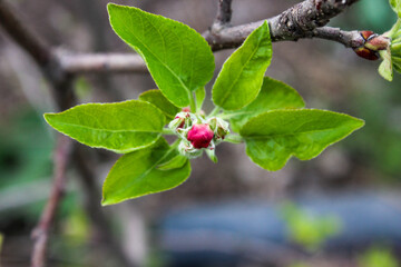 Small green buds with red closed petals on the branches of apple tree. Young green leaves coming out from green buds.