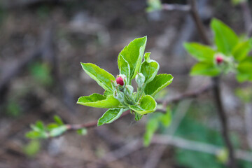 Small green buds with red closed petals on the branches of apple tree. Young green leaves coming...