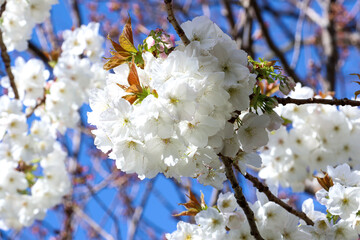 A blooming white cherry tree with soft, vibrant flowers