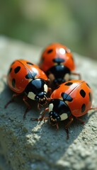 Fototapeta premium Three Ladybugs on a Concrete Surface in Natural Light