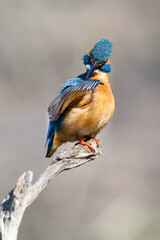 Eisvogel