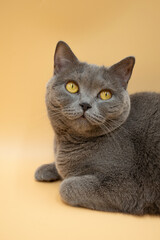 Portrait of a beautiful gray cat close up