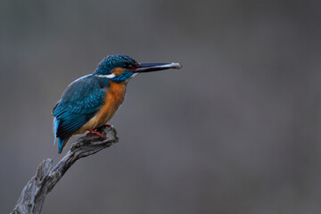 Eisvogel