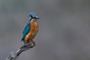 Eisvogel