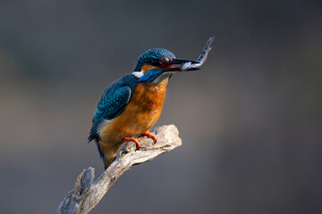 Eisvogel mit Fisch im Schnabel