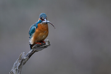 Eisvogel mit Fisch