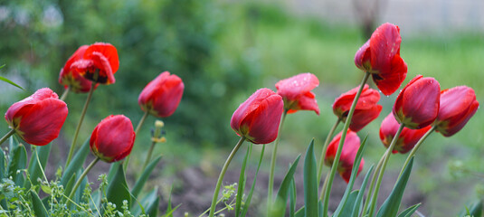 Fototapeta premium a drop of water on a tulip