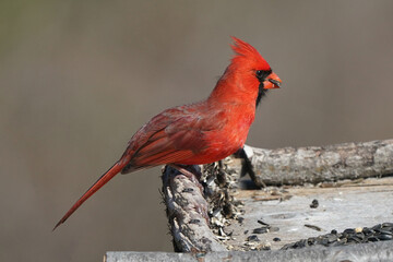 Blue Jay vs Northern Cardinal fighting on late winter day with bright sun