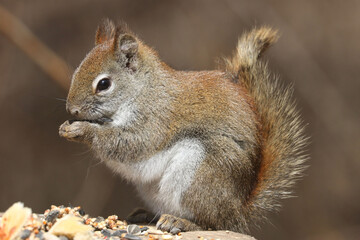 Red Squirrel in nature preserve