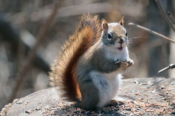 Red Squirrel in nature preserve