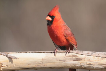 Northern Cardinal in spring