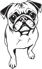 Pug dog. Hand drawn vector illustration