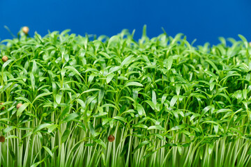 Coriander Micro Greens Leaves on a Blue Background. New Life Concept