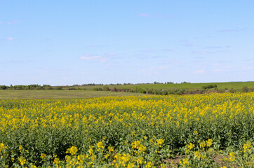 Rural landscape. In the foreground is a field sown with rapeseed.