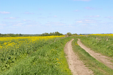 Rural landscape. The road is among fields sown with rapeseed.