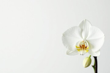 Obraz premium Delicate white orchid blossom against pure white backdrop, orchid, subtle