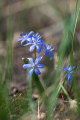 Flowering scilla  in an early spring garden - elective focus, copy space