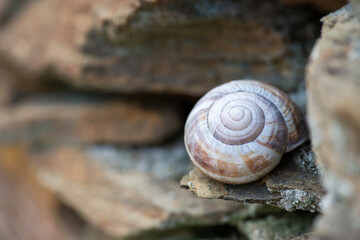 Snail shell on stone slabs - selective focus