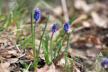 Muscari flowers, Muscari armeniacum, Grape Hyacinths spring flowers blooming in april and may....