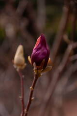 Macro image of Magnolia buds in early Spring