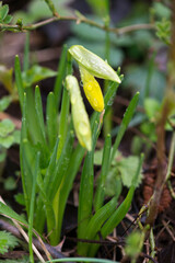 Bright yellow daffodil blooming in a spring garden. Selective focus. Selective focus.
