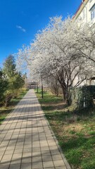 Blossoming lush cherry tree in spring in city park, vertical