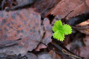 Young green sprouted plant against the background of autumn foliage - top view, copy space.