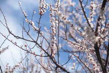 Branches of a blooming apricot in spring in the garden