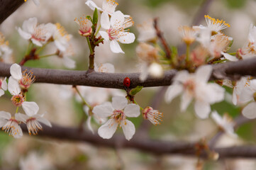 white flowers of fruit trees with ladybug on it in spring garden