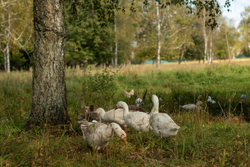 geese grazing in summer on farm, countryside, forest, field