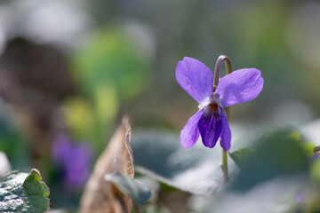 The colourful violets in the wood in a sunny spring day. Selective focus.
