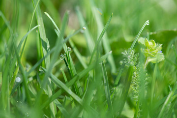 Beautiful large drop morning dew in nature, selective focus. Drops of clean transparent water on leaves. Sun glare in drop. Image in green tones. Spring summer natural background.