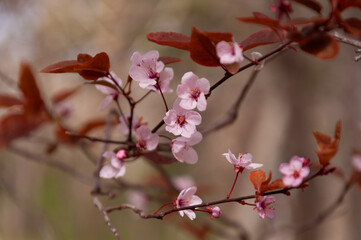 Pink blossoms in full bloom on fruit tree in the spring garden