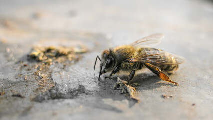 bee sitting on a hive close-up