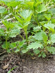 Urtica dioica or stinging nettle, in the garden. Stinging nettle, medicinal plant that is used as a bleeding, diuretic, stinging, wound healing, antirheumatic agent.