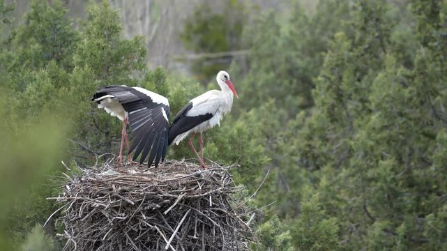 white stork in the nest