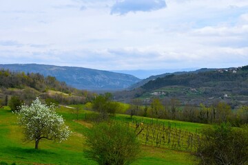 Springtime meadow with white blooming fruit tree and forest covered valley and hills in Istria, Croatia