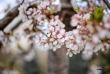 Spring Blossoming Branches with White Flowers on Soft Blurred Background 