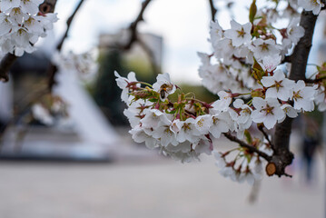 Spring Blossoming Branches with White Flowers on Soft Blurred Background 