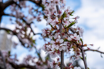 Spring Blossoming Branches with White Flowers on Soft Blurred Background 