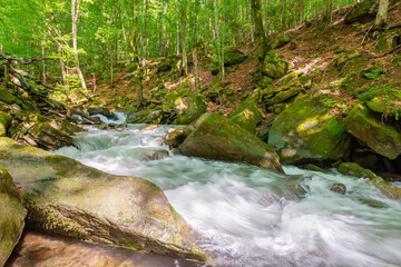 Obraz premium landscape with river in the beech forest. green environment. wild water stream among mossy rocks on a sunny day. beautiful view. vacation in carpathian woodland