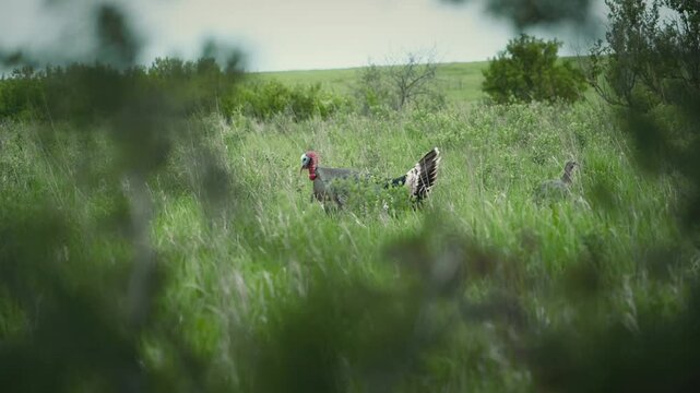 Aggressive wild male turkey strutting and pecking in a green grassy meadow
