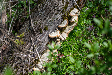 Wild Mushrooms Growing on Tree Trunk in a Lush Garden