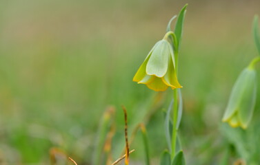 Fritillaria 1354