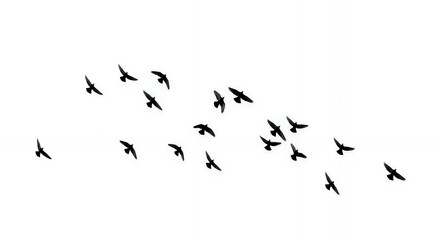 Birds Flying Together Flock of Dark Silhouettes Against White Background