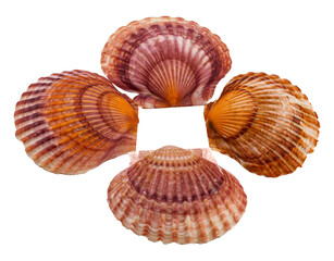 Four isolated on white background.