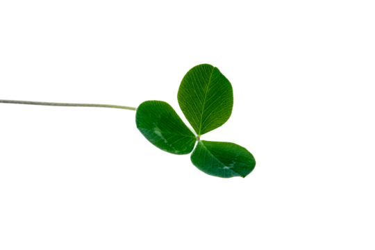 Green leaf isolated on white background. Clover, trefoil. - Powered by Adobe
