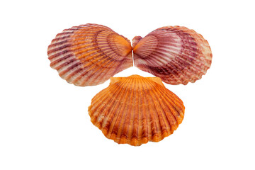 Three shell isolated on white.