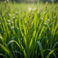 Obraz premium A adult Rice Plant shining , Rice Plant , Golden Rice Plant